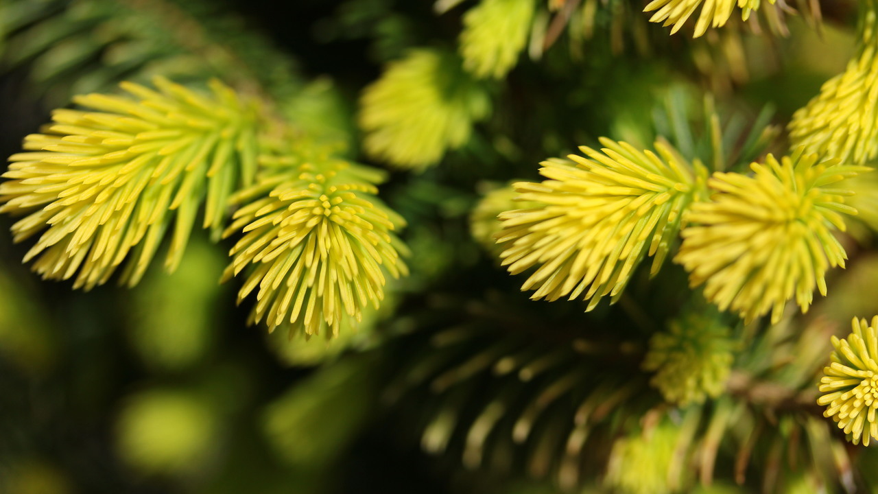 Picea abies 'Lemon Drop', Ель европейская 