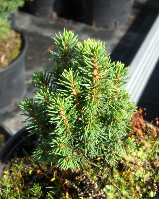 Picea glauca 'Litomysl Sport', Ель канадская.