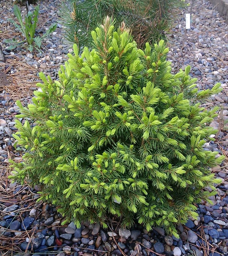 Picea glauca 'Siberian Conica'. Ель канадская (сизая)/ Фото Горошкевича С.Н.