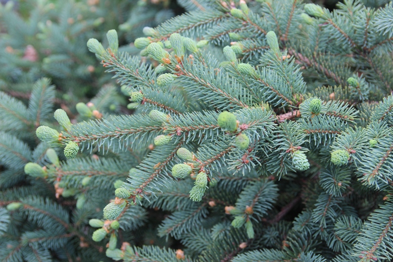 Ель Мейера (Picea meyeri). Фото Горошкевича С.Н. 