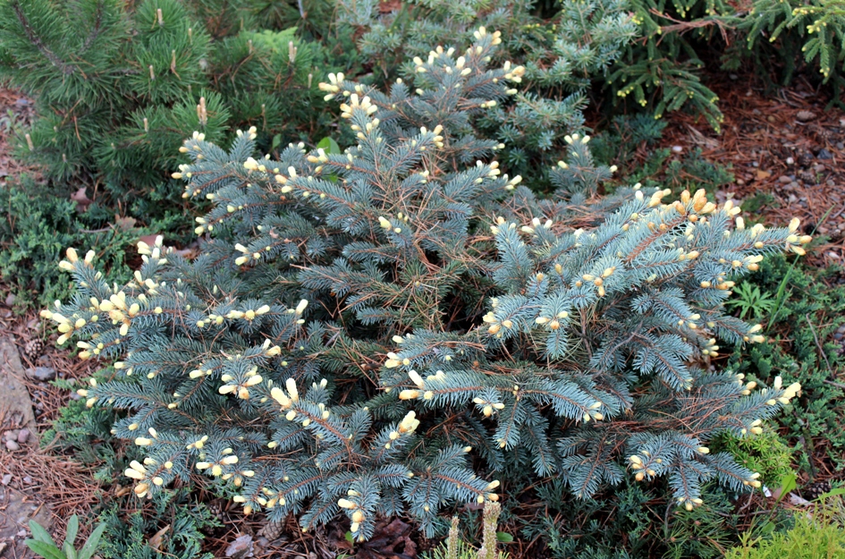 Picea pungens 'Bialobok'. Ель колючая. Фото Горошкевича С.Н.