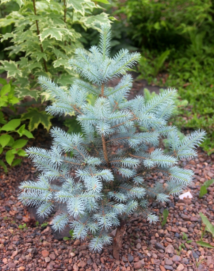 Picea pungens 'Blue Diamond'. Ель колючая. Фото Горошкевича С.Н.