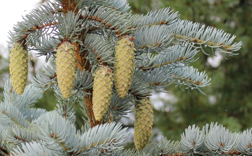 Picea pungens `Koster`. Ель колючая