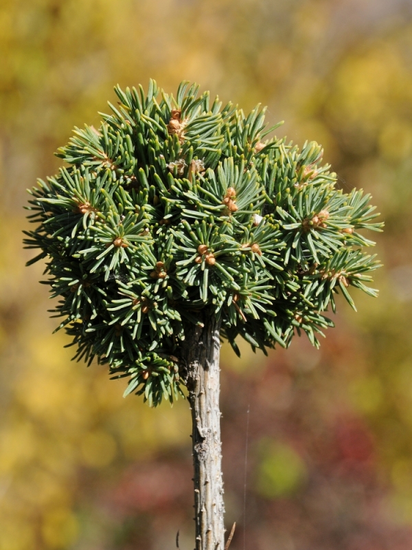 Picea schrenkiana `Безе`. Ель Шренка или тяньшаньская. Фото Эпикетова В.