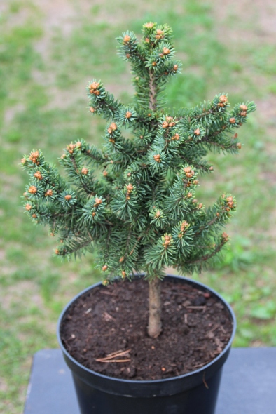 Picea schrenkiana `Тушка`. Ель Шренка или тяньшаньская. Фото Горошкевича С.Н.