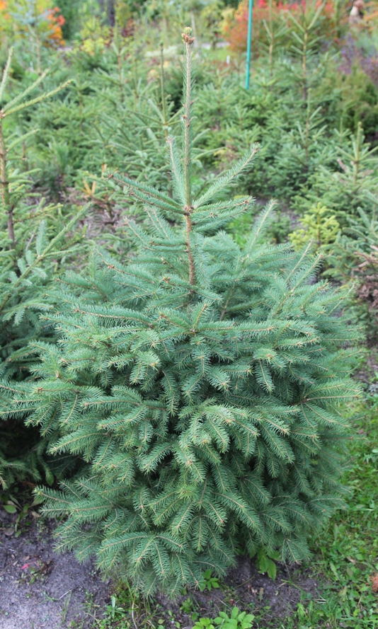 Ель гималайская (Picea smithiana). Фото Горошкевича С.Н.