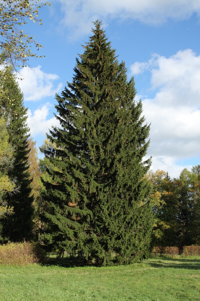 Ель европейская, обыкновенная (Picea abies)