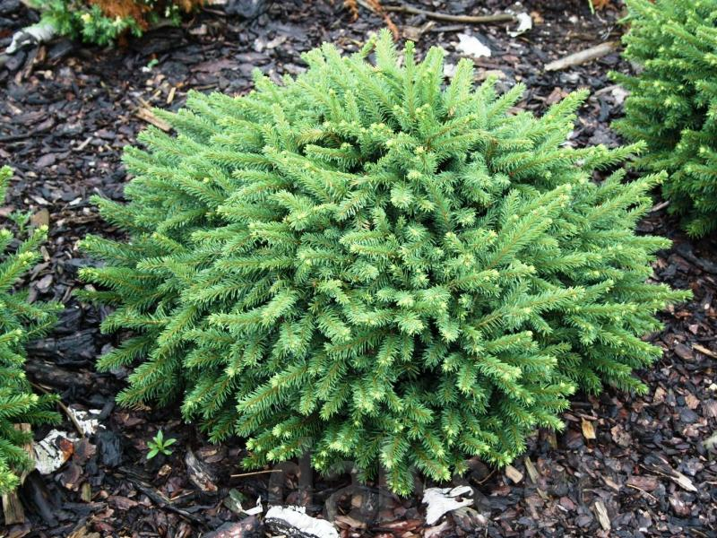 Picea abies `Pumila Nigra`, Ель европейская