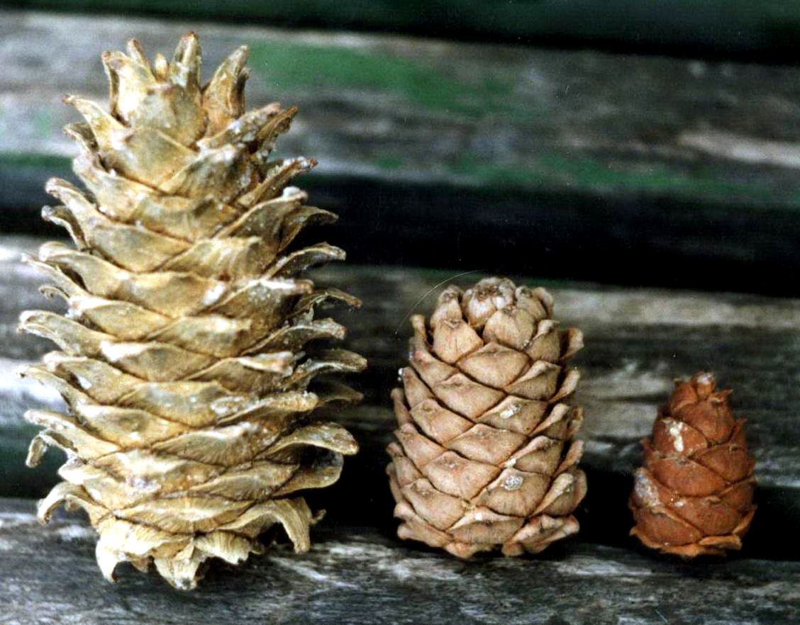 Зрелые шишки трех основных видов кедровых сосен: кедра корейского (Pinus koraiensis), кедра сибирского (Pinus sibirica) и кедрового стланика (Pinus pumila).