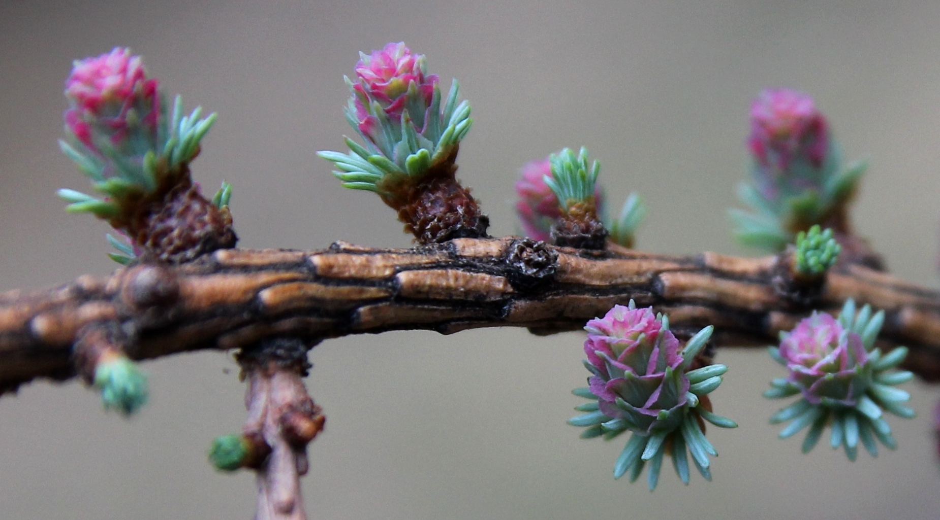  Larix laricina `Tharandt`. Лиственница американская. Веточка в период цветения. Фото Горошкевича С.Н.