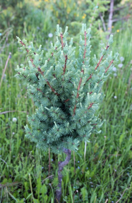 Larix laricina `American Pine`. Лиственница американская. Фото Горошкевича С.Н.