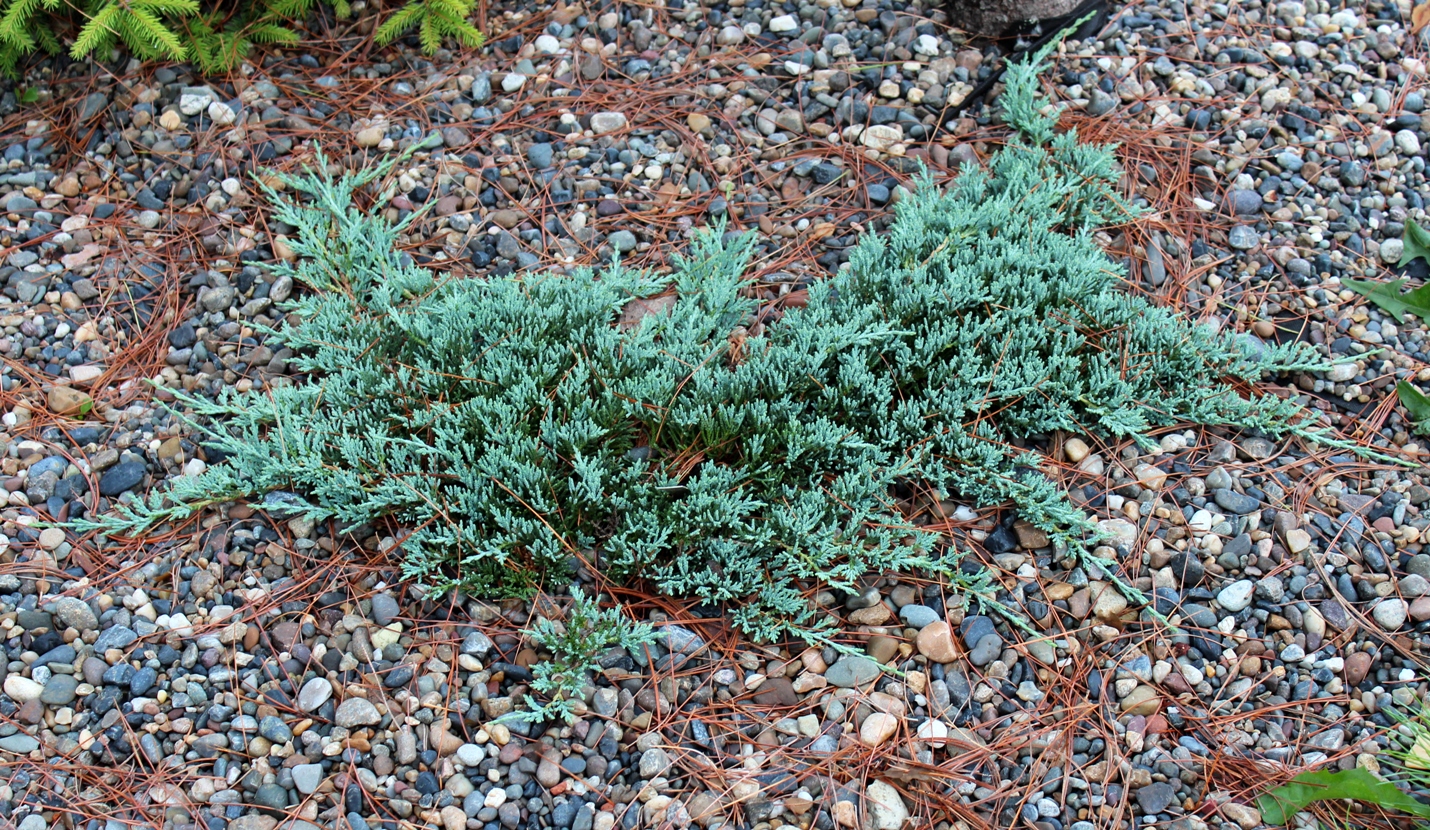 Juniperus horizontalis 'Icee Blue'. Можжевельник горизонтальный. Фото С.Н.Горошкевича