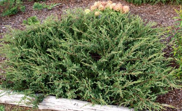 Juniperus communis 'Minima', можжевельник обыкновенный