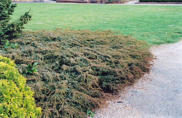 Juniperus communis ‘Effusa’, можжевельник обыкновенный