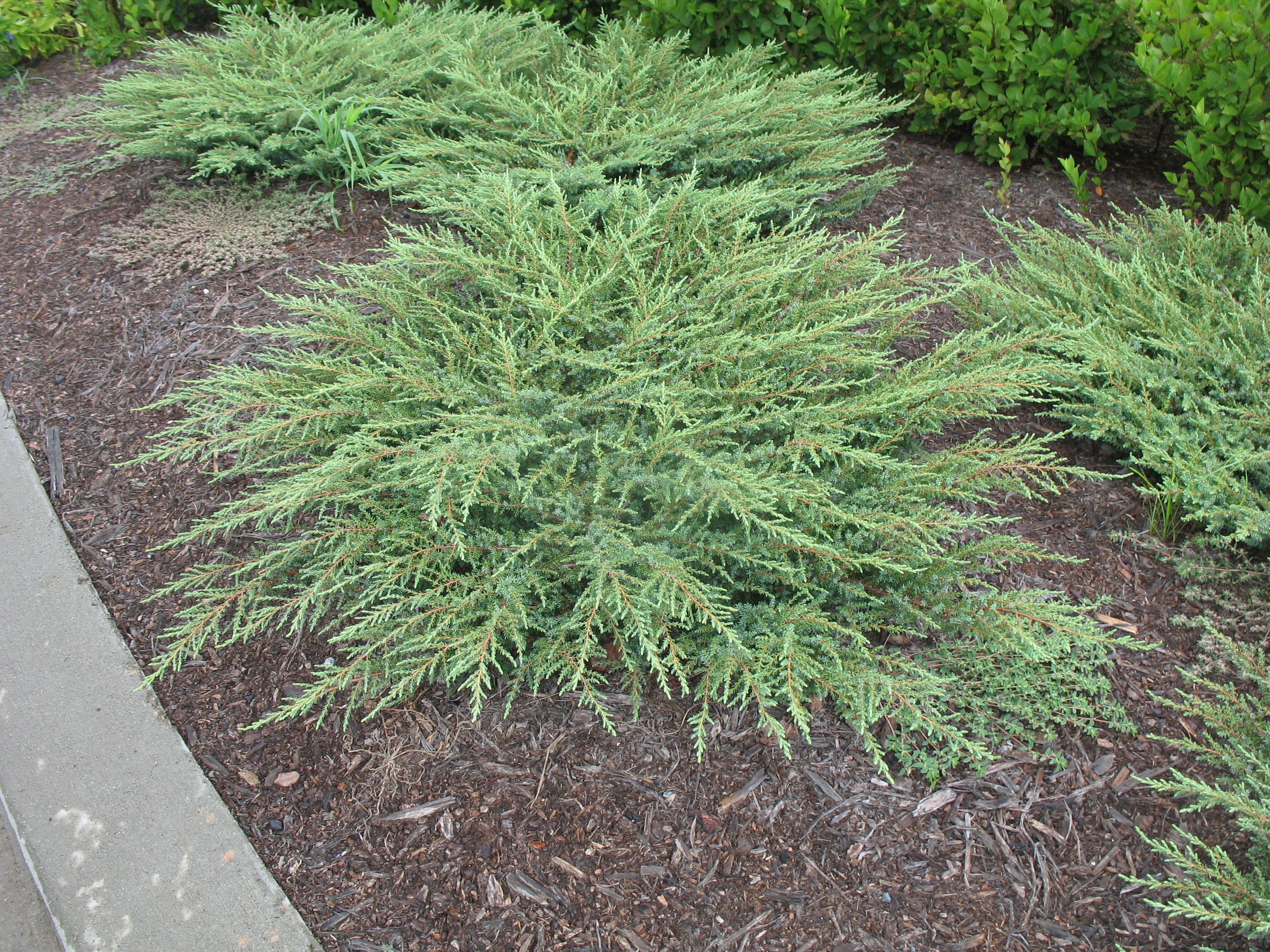 Juniperus communis 'Green Carpet', можжевельник обыкновенный