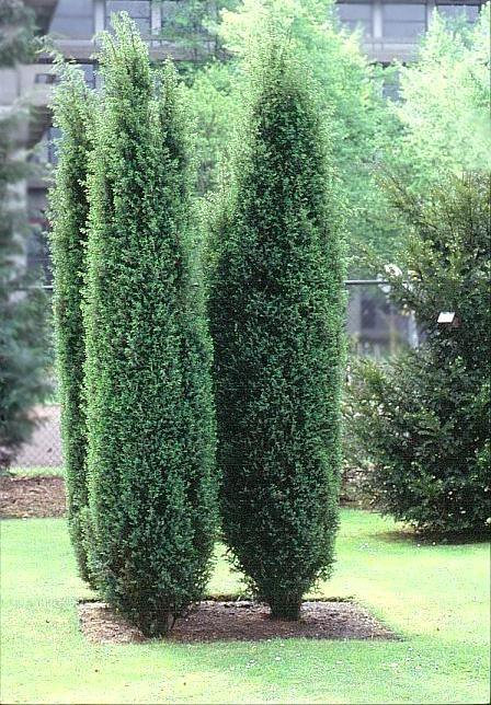 Juniperus communis ‘Hibernica’, можжевельник обыкновенный