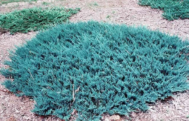 Juniperus horizontalis ‘Blue Chip’, можжевельник горизонтальный 