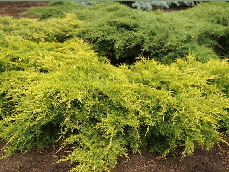 Juniperus × pfitzeriana ‘Old Gold’, можжевельник Пфитцера