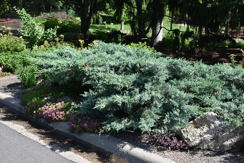 Juniperus × pfitzeriana ‘Glauca’, можжевельник Пфитцера