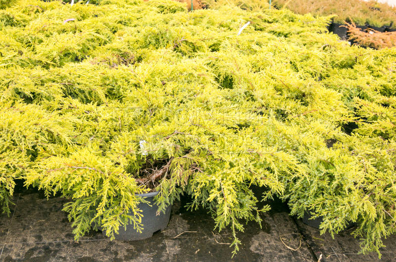 Juniperus × pfitzeriana 'Моrdigan Gold', Можжевельник Пфитцера