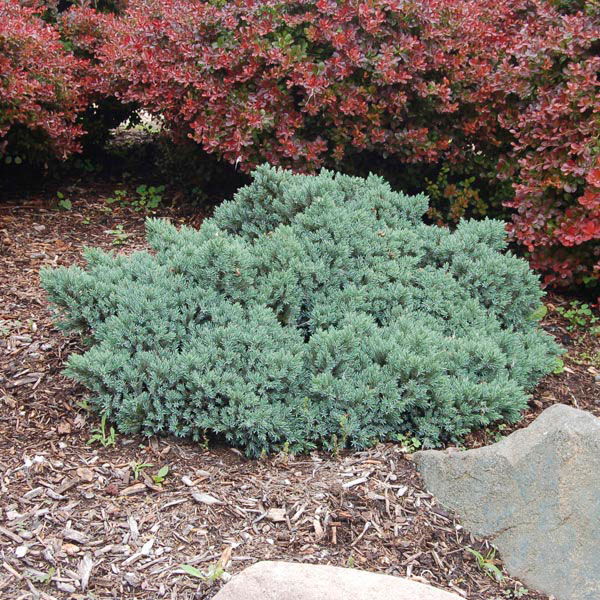 Juniperus squamata ‘Blue Star’, можжевельник чешуйчатый