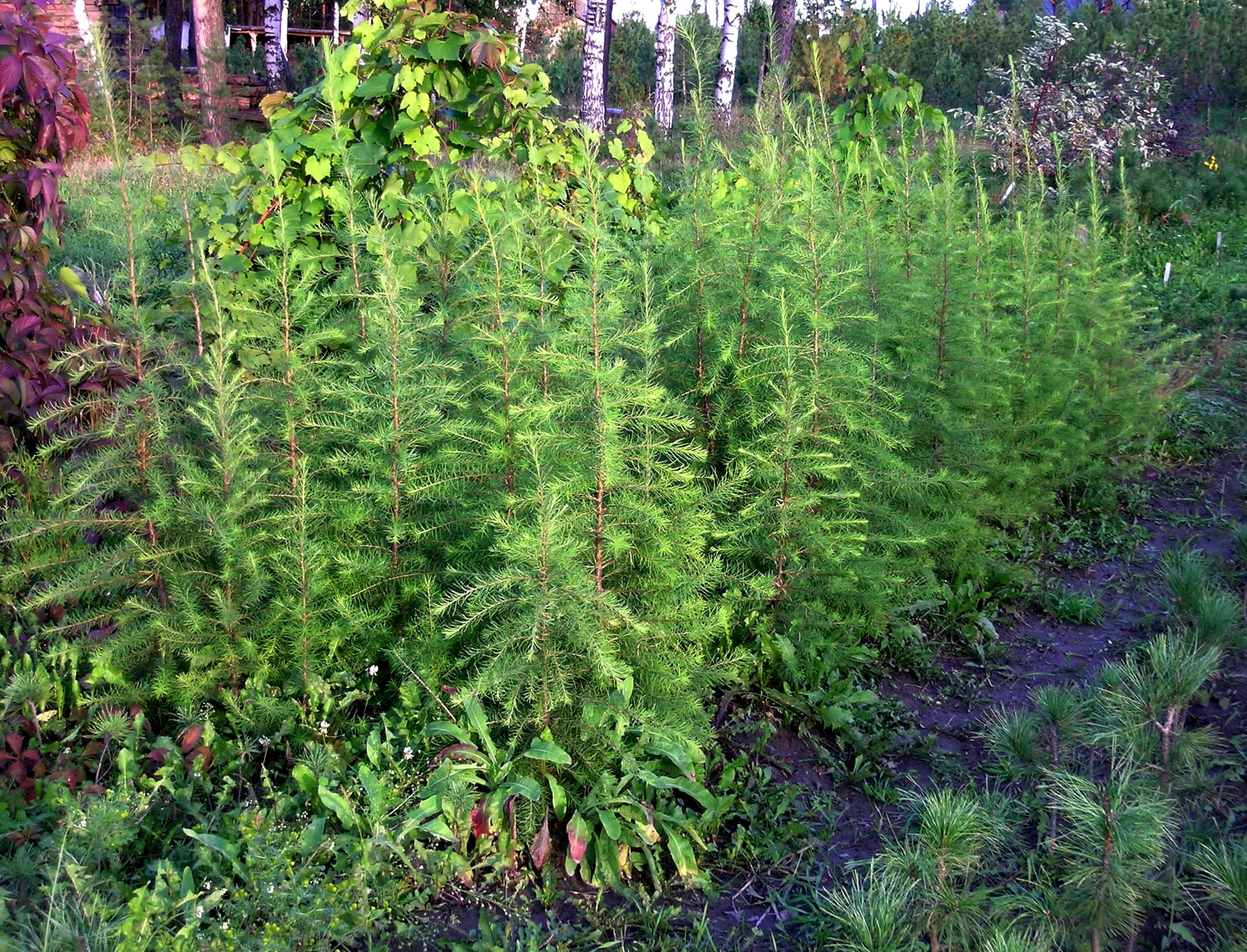 Второй положительный пример – лиственница гмелина. Она восточносибирская, из регионов с очень жестким климатом. В Западной Сибири для нее, можно сказать, курортные условия. Поэтому она отлично себя чувствует, растет быстро. Здесь ей 5 лет, высота – до 1,5 м.