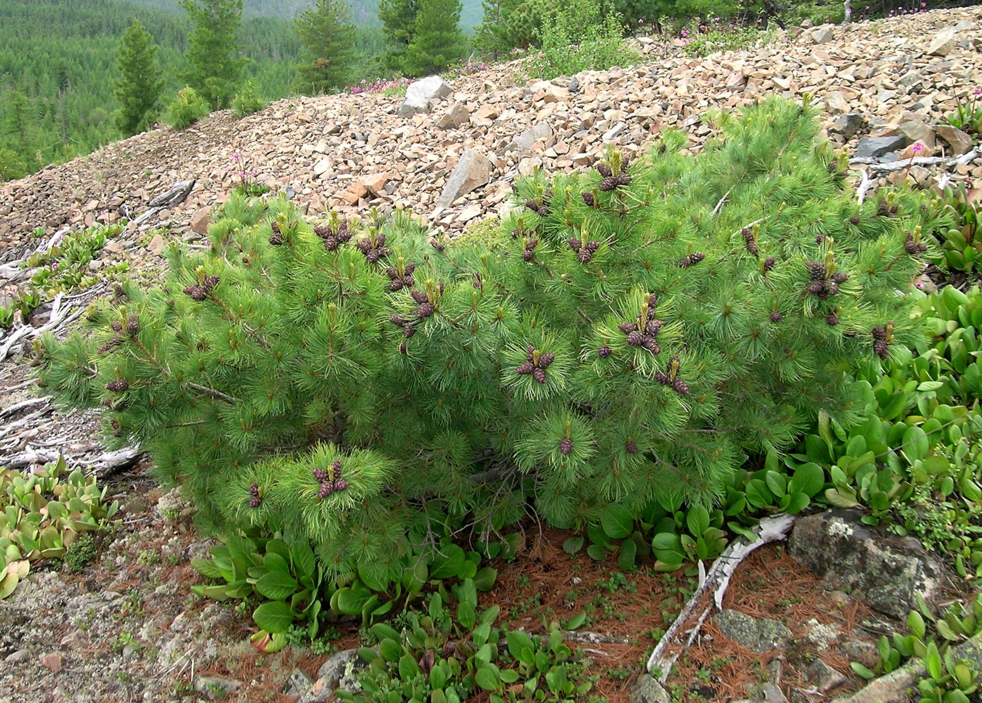 Кедровый стланик (Pinus pumila) - замечательно декоративный и очень полезный во всех отношениях вид, широко распространенный (от Байкала до Чукотки). Это фотография из Южного Забайкалья (гора Сохондо). 