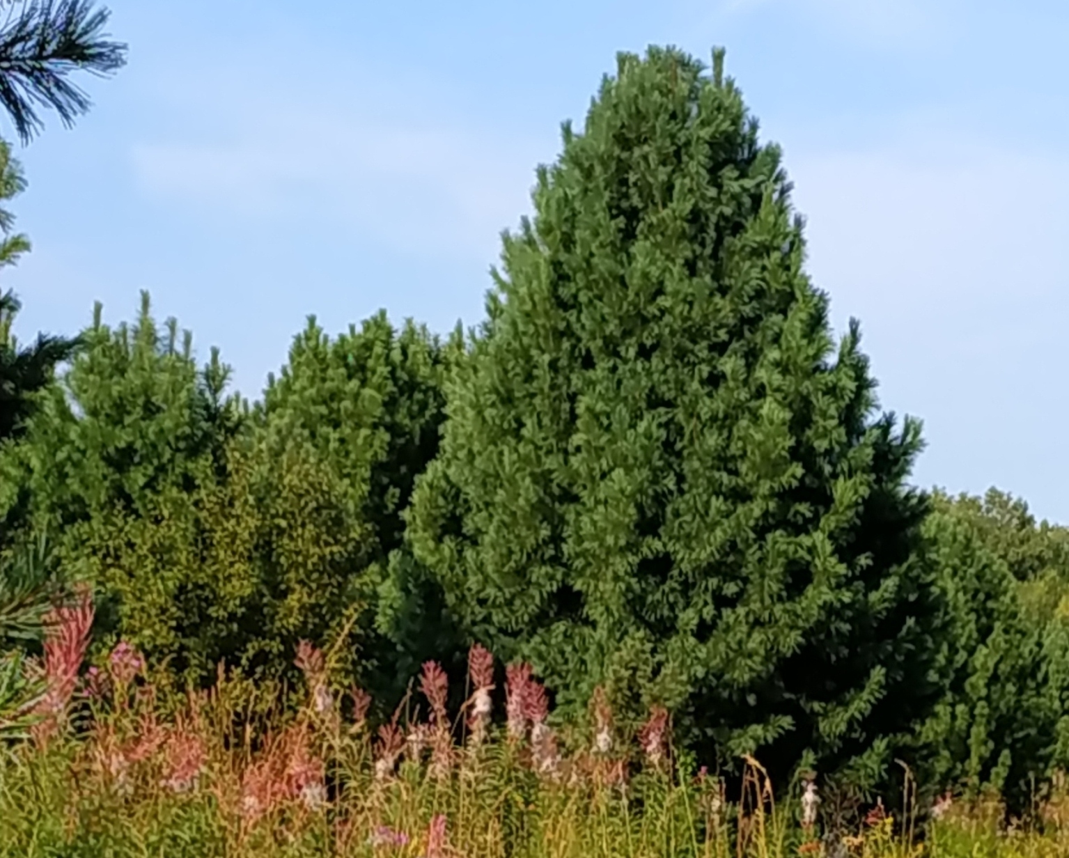 В Средней Европе есть два 5-хвойных сосен. К северу от Дуная, в Карпатах живет кедр европейский, Pinus cembra), а к югу, на Балканском полуострове, сосна румелийская, Pinus peuce. Кедр европейский на нашей плантации: большое дерево справа. Безупречно устойчив.  