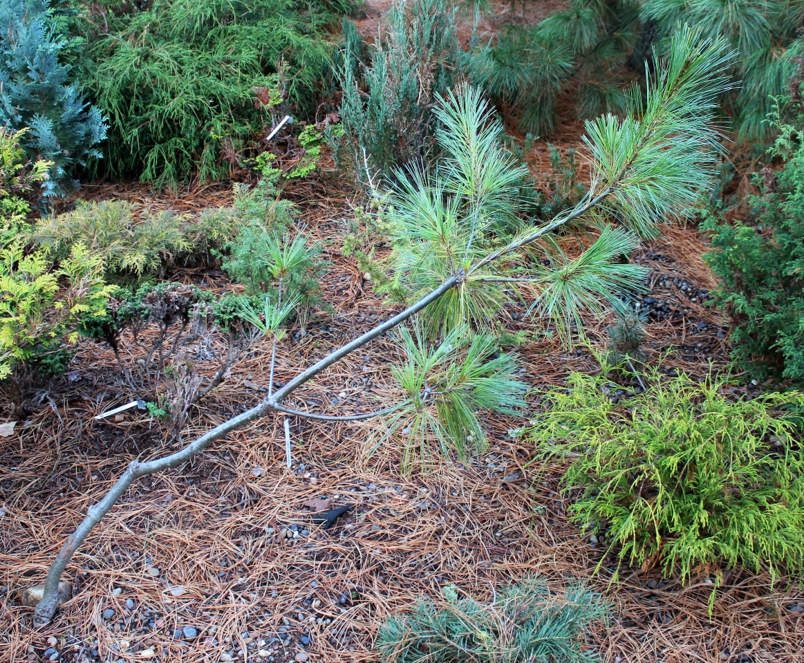 Гималайский вид Pinus wallichiana происходит из тропических широт, где она распространена высоко в горах. В Сибири, конечно, не имеет никаких шансов. Разве что в прививке на кедр сибирский. Согнула ее не жизнь, а мы. Так она зимует под снегом.  