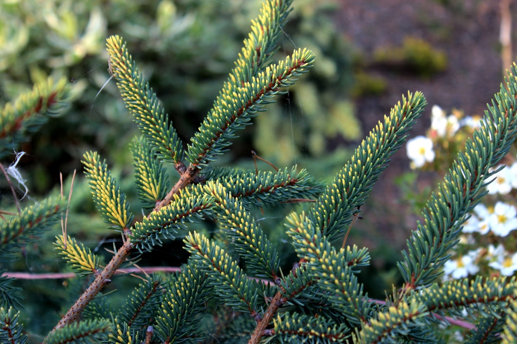 Пестрый клон ели - Picea mariana ‘Aureaspicata’