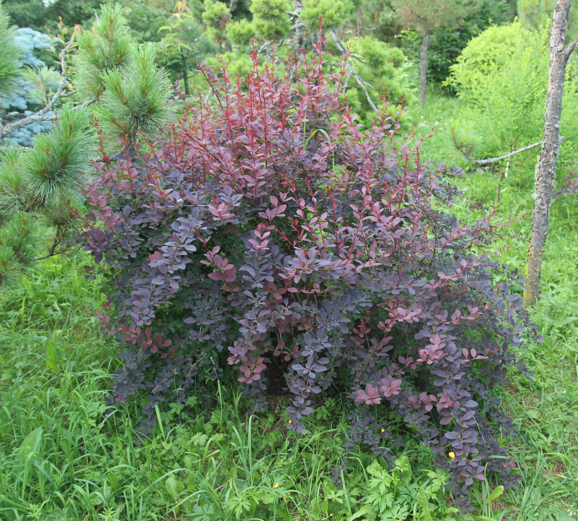 Барбарис оттавский. Berberis × ottawiensis 'Auricoma'. Фото Горошкевича С.Н.
