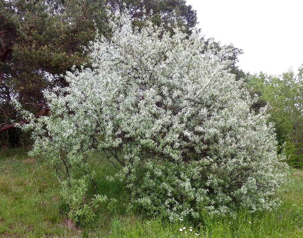 Лох узколистный (Elaeagnus angustifolia)