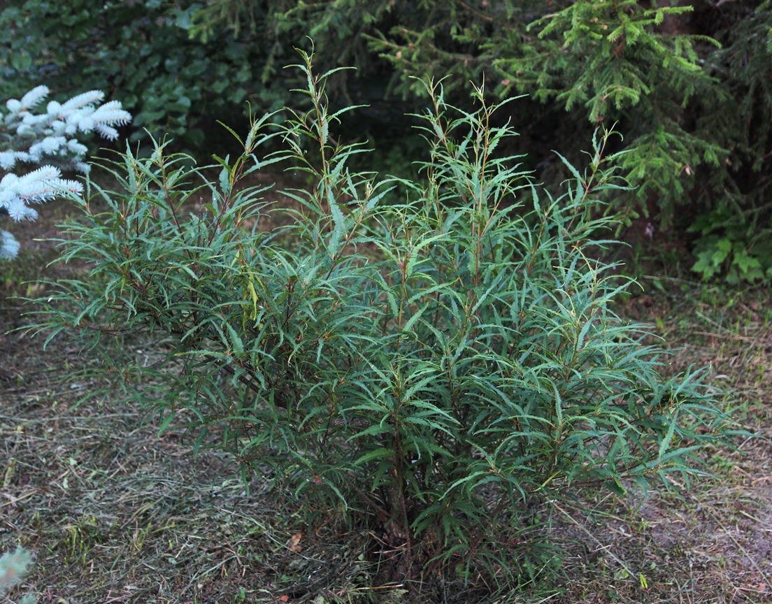 Крушина ольховидная (Frangula alnus Мill.) 'Asplenifolia'. Фото Горошкевича С.Н.