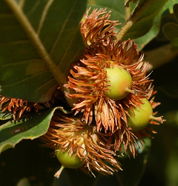 Дуб зубчатый (Quercus dentata), пыльник с отвороченными чешуйками