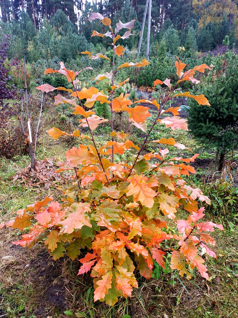 Дуб красный, северный (Quercus rubra, borealis). Фото Горошкевича С.Н.