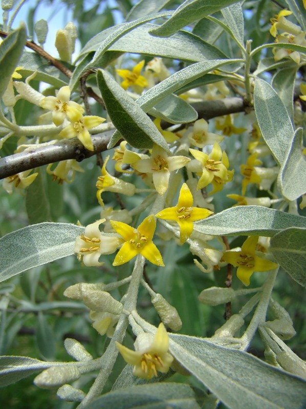 Лох узколистный (Elaeagnus angustifolia)