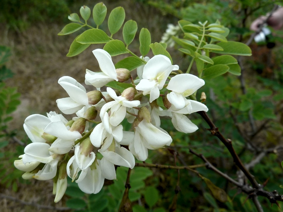Робиния лжеакация (Robinia pseudoacacia)