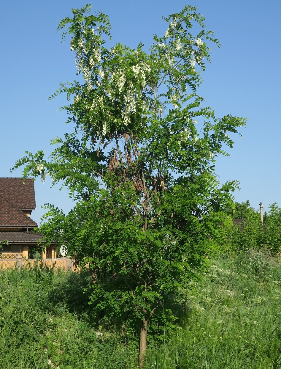 Робиния лжеакация (Robinia pseudoacacia)