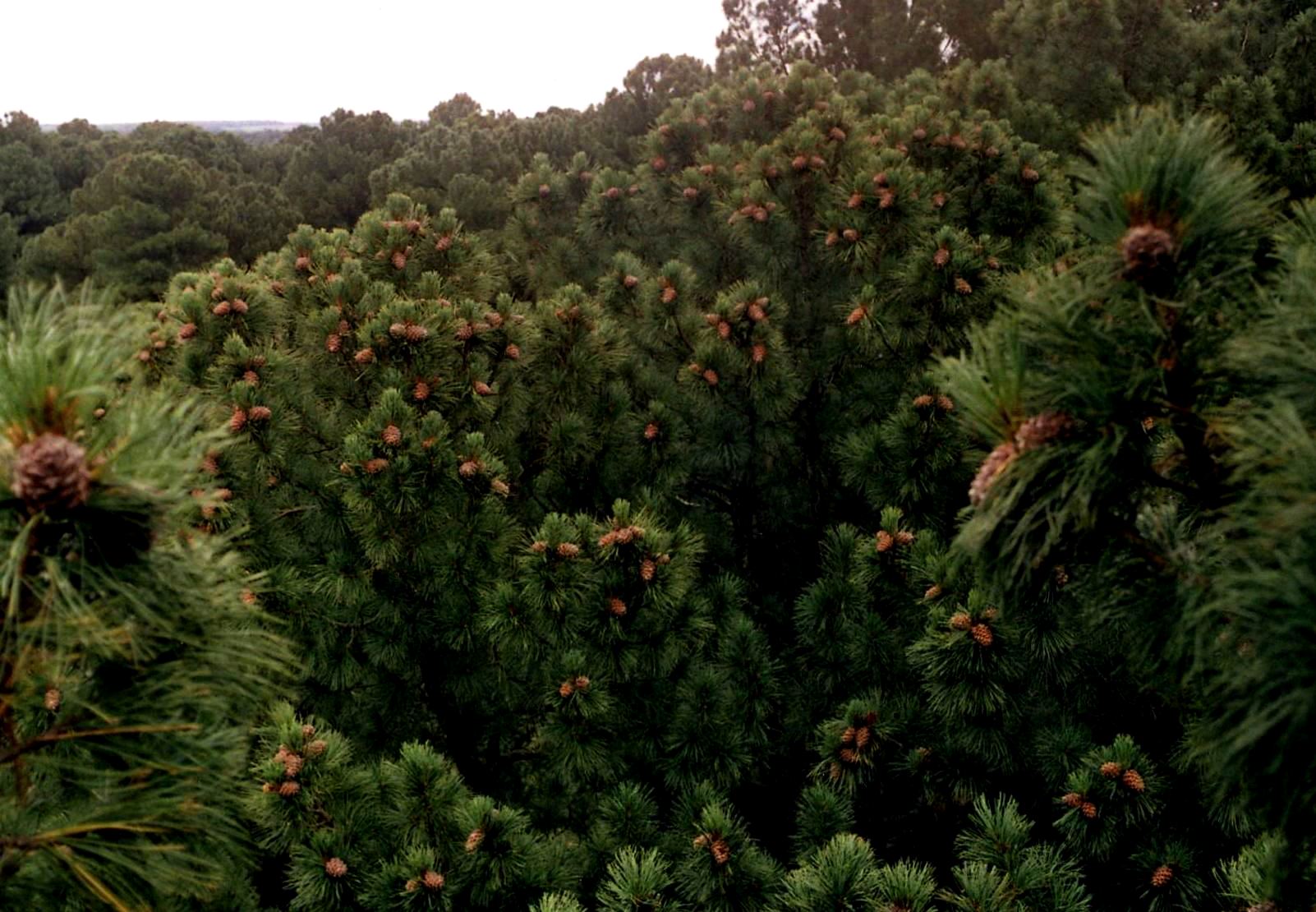 Это так называемые припоселковые кедровники. С 1990 г. мы ведем в них непрерывные наблюдения за динамикой и индивидуальной изменчивостью плодоношения. Снимок сделан в высокоурожайный год, когда число шишек на дереве достигает 2000 штук.