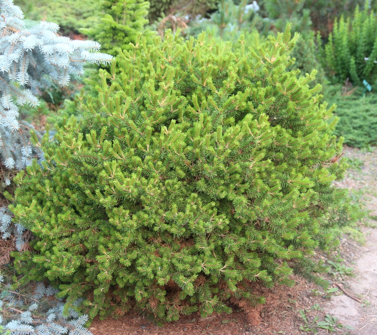 Pinus banksiana 'Schneverdingen'. Сосна Банкса. Фото Горошкевича С.Н.
