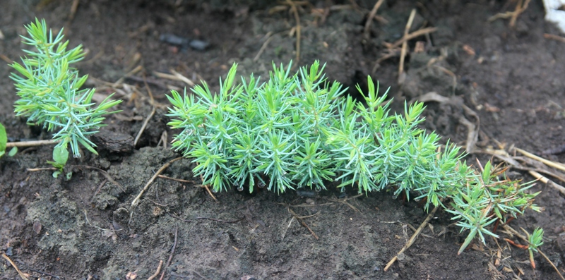 В 1-летних сеянцах трудно угадать будущие взрослые растения. Это можжевельник обыкновенный (Juniperus communis), семена с нашего питомника.