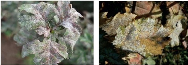 Мучнистая роса боярышника. Слева - поражение молодых листьев, справа - формирование плодовых тел