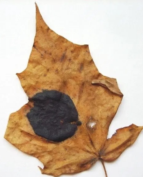 Черная пятнистость клена на сухом листе