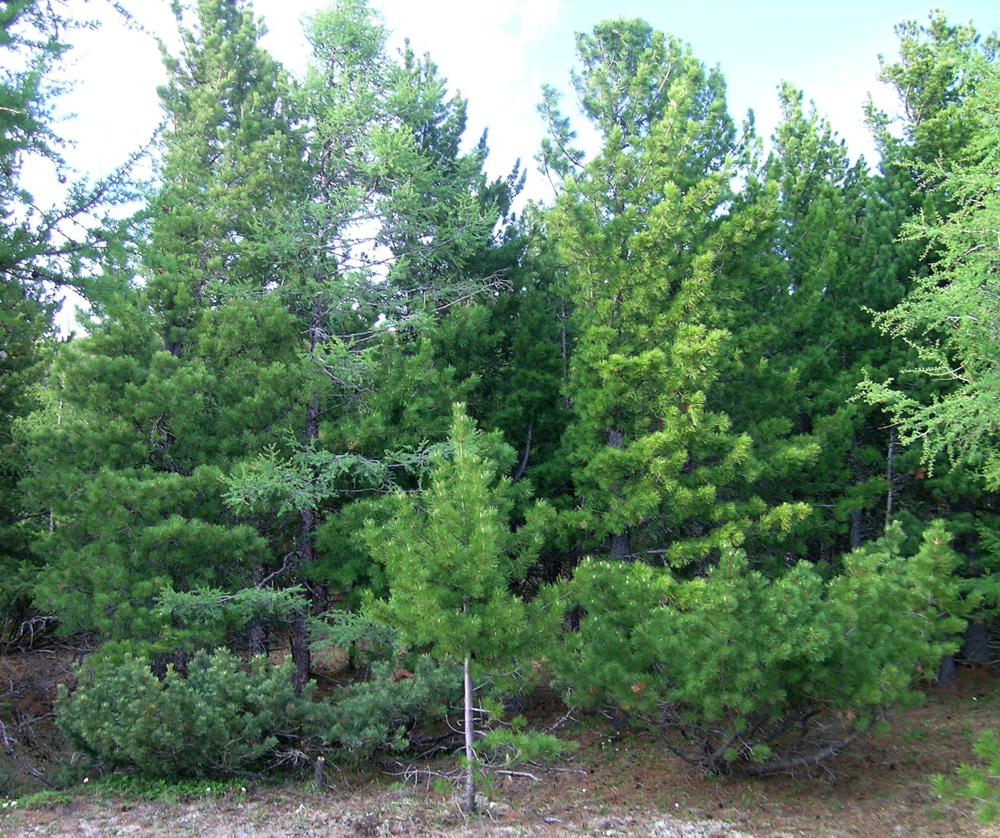В Забайкалье нередко встречаются естественные гибриды кедра сибирского и кедрового стланика. На снимке слева кедровый стланик – стелющееся деревце с хвоей сизого цвета, в центре и на заднем фоне кедр сибирский – прямостоячее дерево с зеленой хвоей, справа их гибрид – полустелющееся деревце с хвоей промежуточного цвета. 