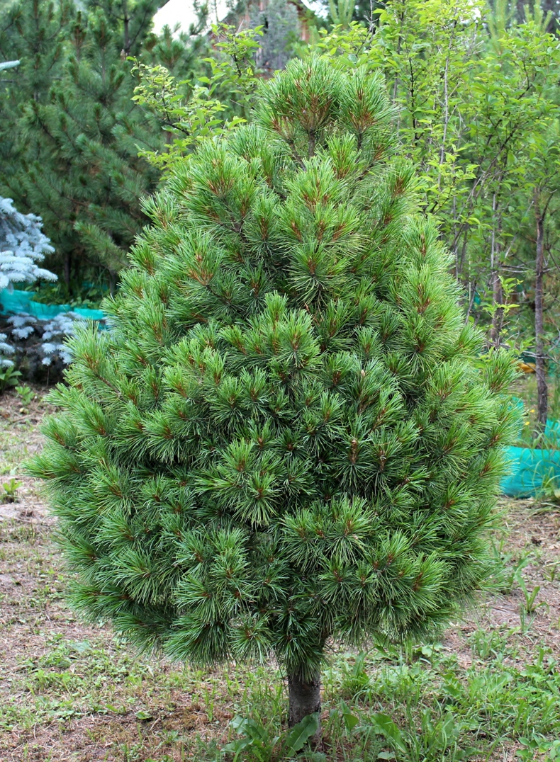 Pinus sibirica ‘Идеал’. Возраст прививки 26 лет, высота 190 см. Пожалуй, это лучший из декоративных клонов первого поколения. Форма кроны идеальная, плотность оптимальная, устойчивость абсолютная.
