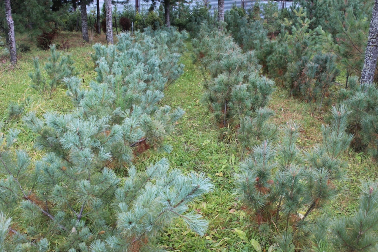 Испытательные культуры климатических экотипов кедрового стланика (Pinus pumila). Магаданский экотип растет очень медленно, северобайкальcкий - почти вертикальный с хвоей сизого цвета, южно-курильский – реально стелющийся и ярко-голубой. Он во 2-м ряду слева. Это сорт-популяция ‘Кунашир’. 