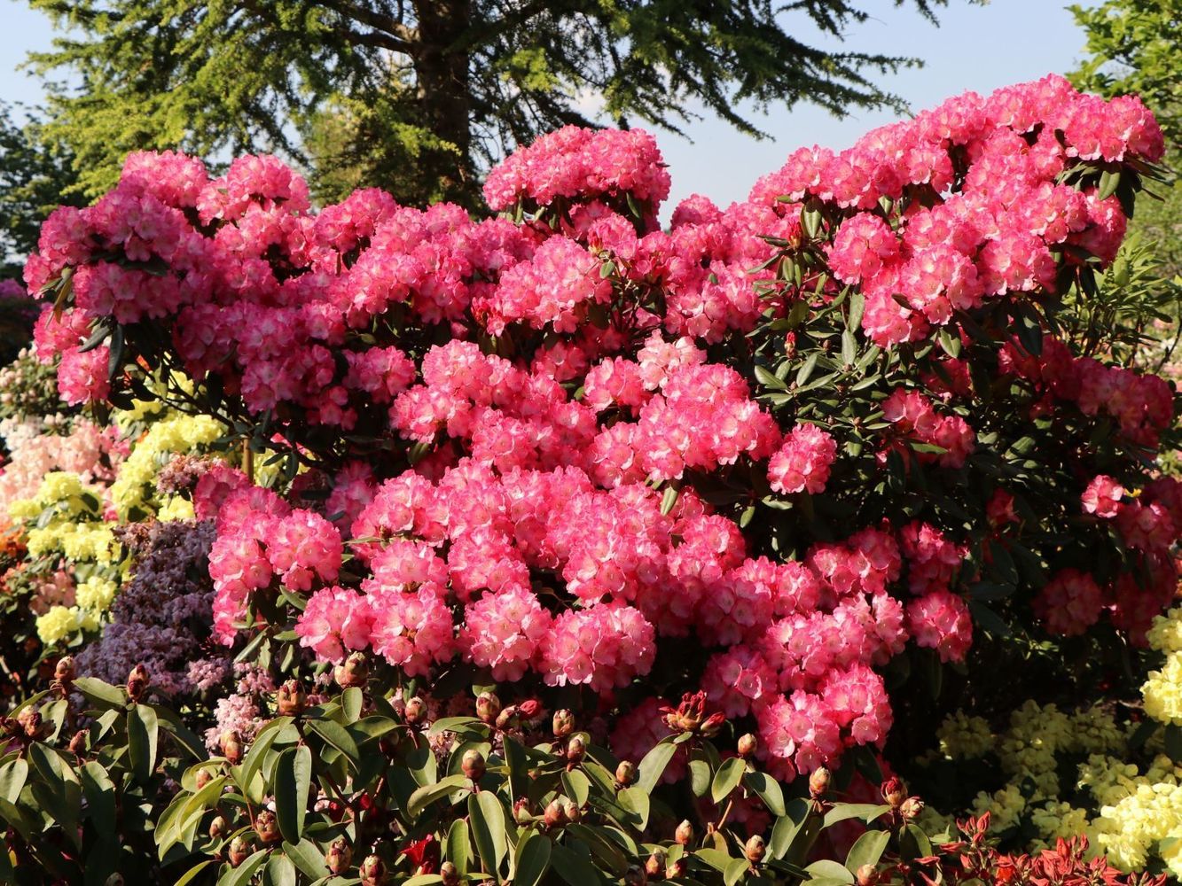 Рододендрон якушиманский (Rhododendron yakushimanum)
