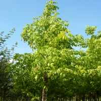 Клен ясенелистный (Acer negundo) ‘Aureomarginatum’