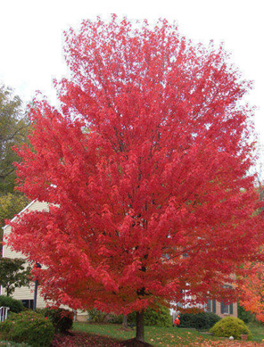 Клен красный (Acer rubrum) ‘Red Sunset’