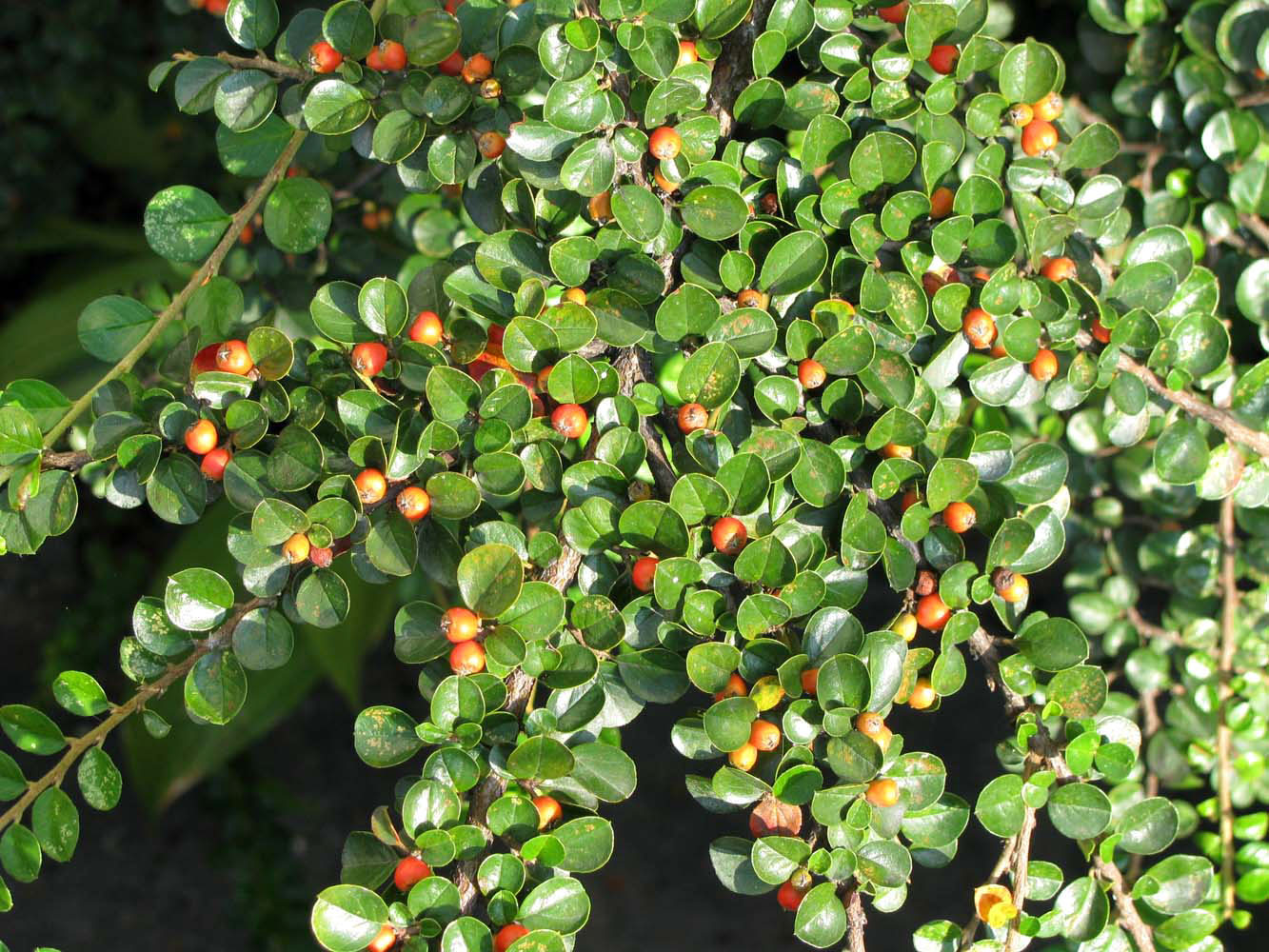 Cotoneaster buxifolia Baker. Кизильник самшитолистный